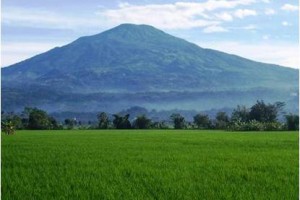 Areal Pertanian yang Nantinya akan ditetapkan sebagai Lahan PLP2B